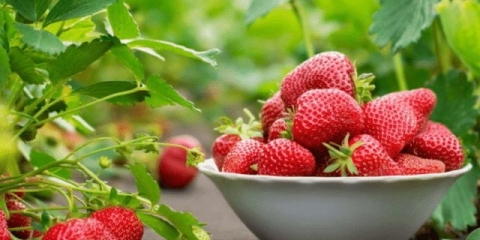 Obrada jagoda bordo mješavinom: rano proljeće, jesen, ljeto